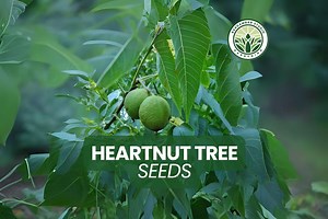 Heartnut Tree Seeds: Edible Nuts, Ornamental Foliage - 4 Seeds - Etsy