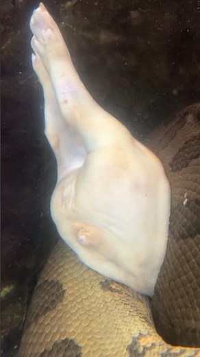 Giant Anaconda Eats 20 Pound Pig