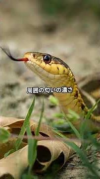 The flicking of a snake's tongue is a radar! #The Mystery of Snakes #The Reason for Tongue Flicki...