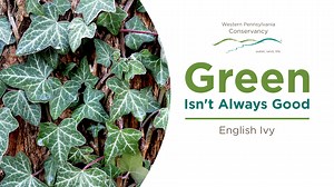 English Ivy - Western Pennsylvania Conservancy
