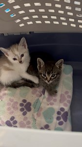 Mew mews. | Dr. Jessica Thompson