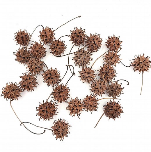 Natural Dried Seed Pods From Sweet Gum Tree for Rustic Crafts, DIY Decor, Wreaths, Natural Bowl & Vase Fillers, Nature Craft Supplies - Etsy