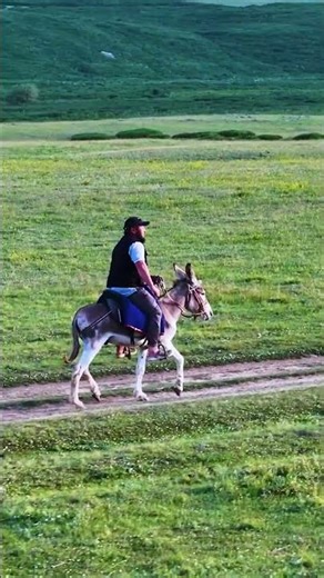 Faster Than a Horse?! 😳 Donkey Shocked Everyone #horse #than #needforspeed