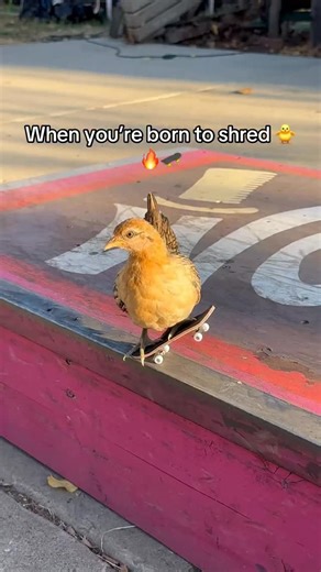 Skatestuff on Instagram: "Poser or Pro ?? 🫣 • • • #skate #skatetricks #poser #skatememes #skaterguy #skateclipsdaily #skatecommunity"