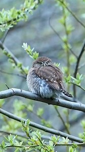 The pint-sized Northern Pygmy-Owl may be small, but they’re expert hunters who are bold enough to take down prey much larger than themselves. They're active during the day, so you can listen for their distinctive high-pitched tooting calls echoing through the trees, or follow the clamor of upset chickadees and other small birds—they often mob the owl in an attempt to drive it away! Unlike most owls, Northern Pygmy-Owls lack asymmetrically placed ears and flattened facial discs. This adaptation s