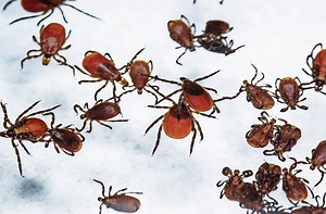 Expert explains why this DIY ‘tick kit’ should be in your car right now