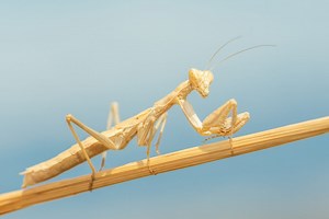 Do Praying Mantis Shed Their Skin? The Ultimate Guide To Praying Mantis Molting | petusiast