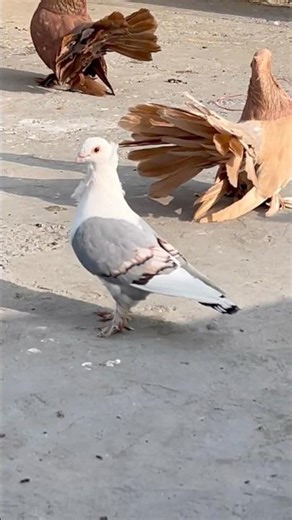 BLUE BAR SATINETTE | pahadi loft #pigeon #shorts