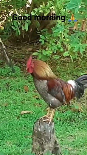 #roaster, #sounds of a roaster, #morning sound, #roaster crowing,