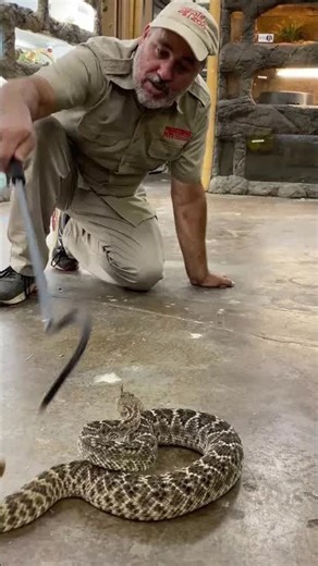 Western diamondback rattlesnake warning
