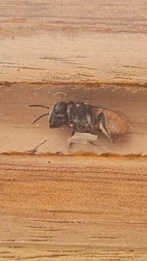 10K views · 262 reactions | Being able to watch these girls nesting...
