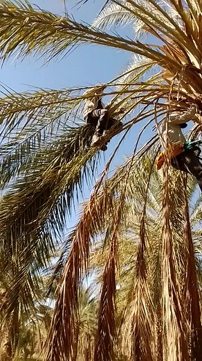 Climbing a Palm Tree Safely: A How-To Guide