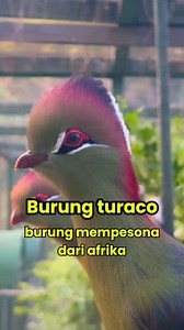 Burung Turaco – keindahan Afrika yang tak lekang oleh waktu. #Reel #tuesday #wildlife #africanbird #burungunik #faktaburung | Cleewon Zuu