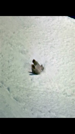 Exploring the World of Wildlife and Animal Behaviors