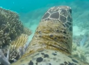 Turtle Takes You On An Underwater Adventure