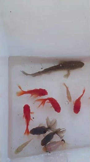99% People Can’t Stop Watching These Cute Fish 👀 #fishvideo #funny #aquaticpets #cuteanimals