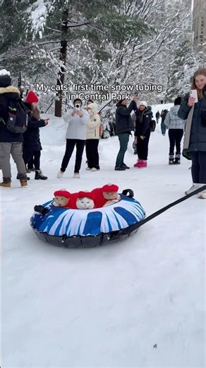 My cats go snow tubing in Central Park #shorts #cats #cat #snow #nyc