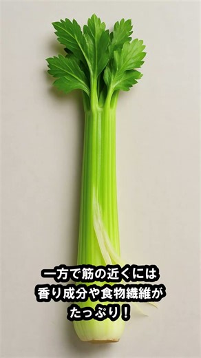 知って得するセロリの豆知識！セロリの筋の正解はこちら👇 知って得するセロリの豆知識🥬食感と香りを上手に使い分けてみてね✨#雑学 #豆知識 #小さな知識図鑑 #セロリ #料理のコツ #野菜#ショート