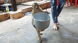 Happy Family Dodo, Smart Dodo Carrying Pot To Cook Rice For Lunch | Monkey Dodo