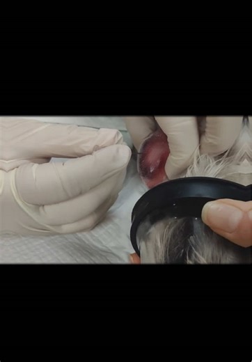 #abscesslancing #dogdoc #pimplepopper #ruralveterinarian | pimple popper