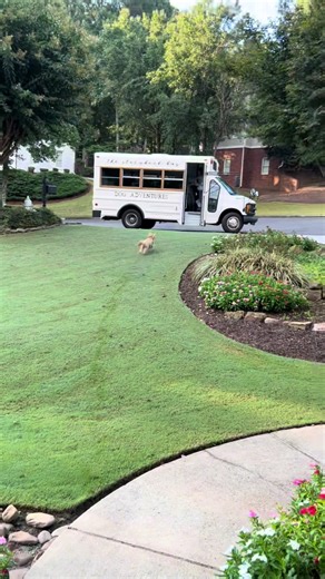 A different angle, new episode of “Crush on his Bus”. Please look closely at the bottom of the front door windows. 😂 #dogbus #happydog #maltipoo #happiness #fastdog
