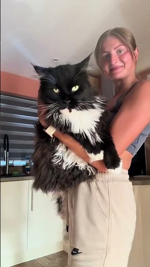 Crazy how big Maine coon cats can get #catshorts #cat #mainecoon #mainecooncats #catlover #cats #pet