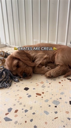 Puppy Crate Training: Creating a Safe Den Space