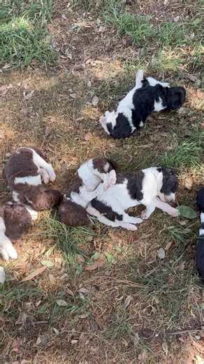 An afternoon snooze in the shade of the trees. | Standard Parti Poodles Australia