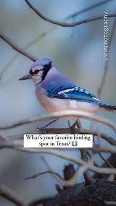 Texas takes the phrase “for the birds” a bit literally – with nearly 700 species observed across the state, you won’t find many places better for meeting our feathered friends! 🦜 🐦 #1: Blue jay by @vhmphotography 🐦 #2: Yellow-crowned night heron by @susan_v_watson 🐦 #3: Northern harrier by @coastalbirder 🐦 #4: Killdeer by @seanmecredy 🐦 #5: White ibis, snowy egrets, great white herons and tricolored heron by @hmteitsma 🐦 #6: Roseate spoonbills by @coastalrazzi 🐦 #7: Great blue heron by @