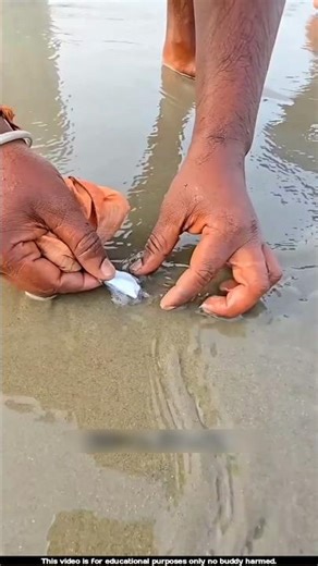 This method of catching shellfish on the seashore 😯l #fishing