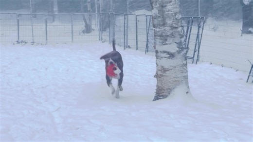 I let Ruby out to potty and she just stood there, refusing to come in until I threw her ball. She sure loved it! | Auggie & Company