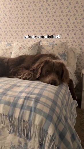 Newfoundland Dogs. The best dogs to exist.