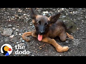 Tiny Puppy Refused To Leave His Paralyzed Sister's Side | The Dodo