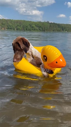 🐾 Maddi & Sophie 🐾 on Instagram: "Just getting a bird’s eye view 🐥 All these fish are sitting ducks 🦆 And won’t see me comin’ 🤫 • • • #pointerpawprints #gspoftheday #germanshorthairpointer #waterdogs #dogobsessed"