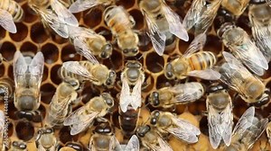 Life and reproduction of bees. Queen Bee lays eggs in honeycombs.