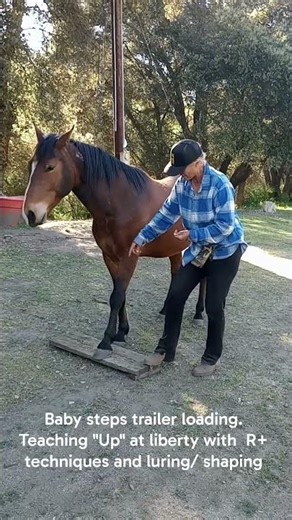 Positive Reinforcement Training for Trailer Loading #mustang