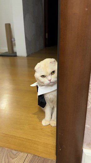 Johny Cat is the one and only #cats #johnycat #cat