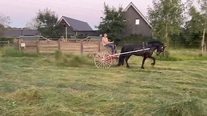 48K views · 23 reactions | KFPS Royal Friesian on Reels | Facebook