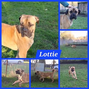 5.3K views · 76 reactions | Large Breed Dog Rescue on Reels | Facebook