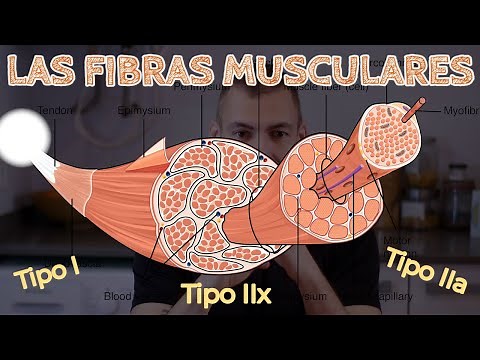 LAS FIBRAS MUSCULARE | TIPOS Y FUNCION