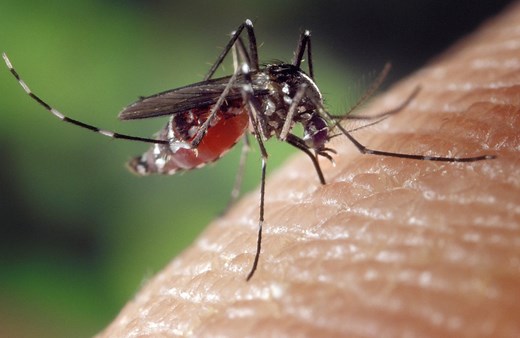 These uncomfortable symptoms could mean you're allergic to mosquito bites
