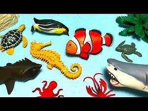 Sea Animals Collection