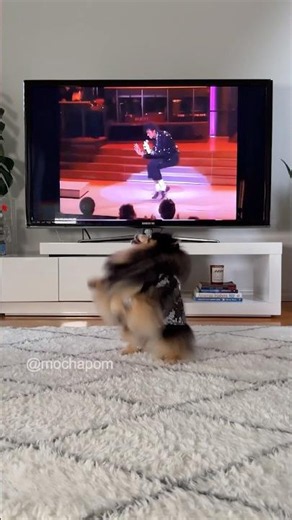 My Pomeranian Loves Michael Jackson’s Billie Jean 🎩 👟 #pomeranian #dog #michaeljackson