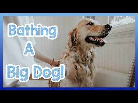 How to Bathe a Big Dog! How to Wash Your Dog Safely and Calmly with Homemade Shampoo!