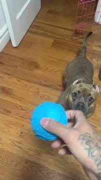 TALULA does NOT get the concept of “PLAYING CATCH” 😂