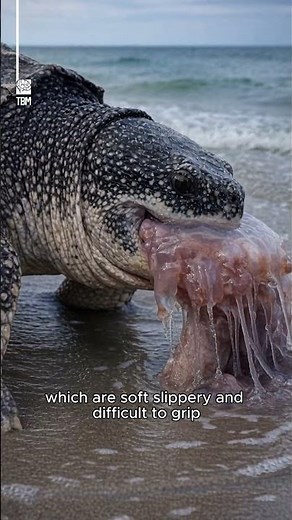 Inside the Leatherback Sea Turtle’s Mouth