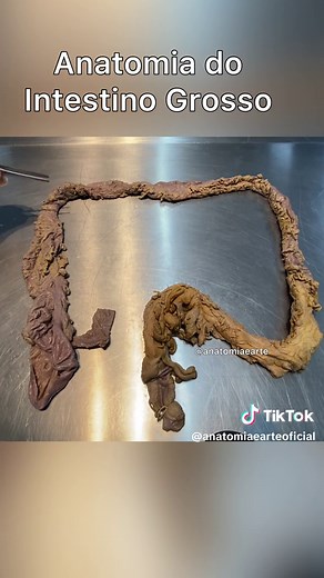 Anatomia do Intestino Grosso: Funcionamento e Estrutura