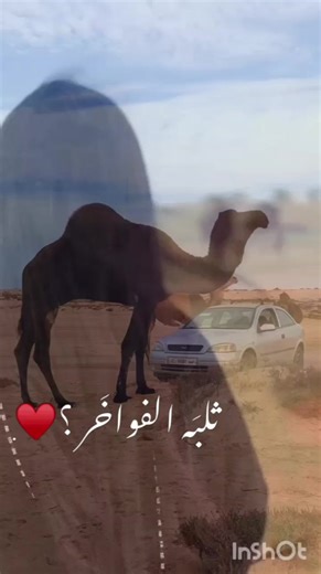 ‏#ليبيا_طرابلس_مصر_تونس_المغرب_الخليج