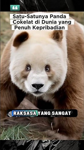 Breaking Black and White: The Unique Story of Qizai Chocolate Panda🥰❗ #ChocolatePanda #RareAnimal...