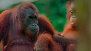 The island of Borneo has spent more time in the tropics than any other region on Earth – some 120 million years. #wildlife #monkey #animalvideos | Love Nature